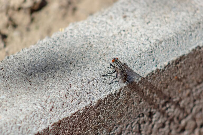 Peut-on mettre du béton sur du goudron ?